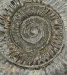 Dactylioceras Ammonite Fossil - England #100483-1